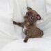 Comment apprendre à un chiot à demander à sortir ?