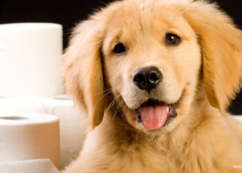 Comment apprendre à un chiot à être propre en 7 jours ?