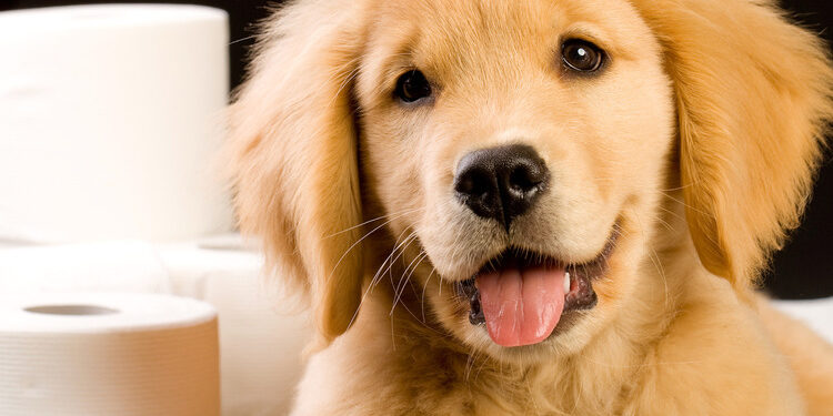 Comment apprendre à un chiot à être propre en 7 jours ?