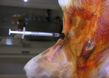 Comment apprendre à un chiot à être propre en 7 jours ?