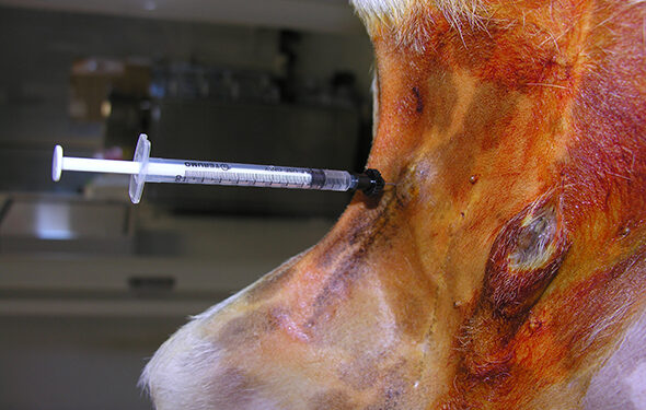 Comment apprendre à un chiot à être propre en 7 jours ?