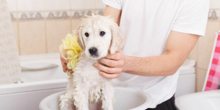 Comment apprendre à un chiot à être propre en 7 jours ?