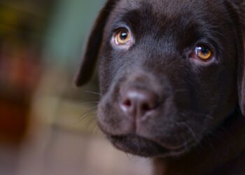 Comment apprendre à un chiot à être propre en 7 jours ?