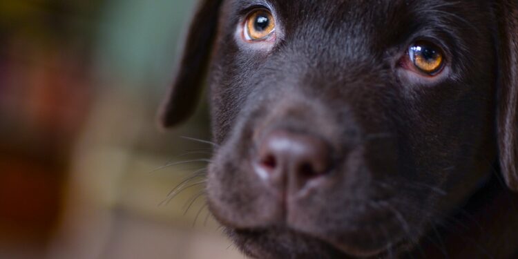 Comment apprendre à un chiot à être propre en 7 jours ?