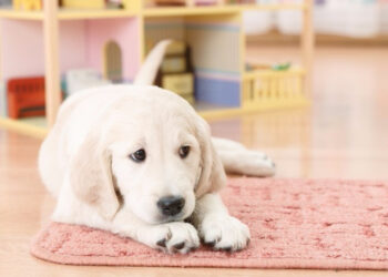 Comment apprendre à un chiot à être propre en 7 jours ?