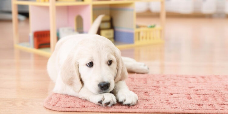 Comment apprendre à un chiot à être propre en 7 jours ?