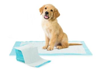 Comment apprendre à un chiot à être propre en 7 jours ?