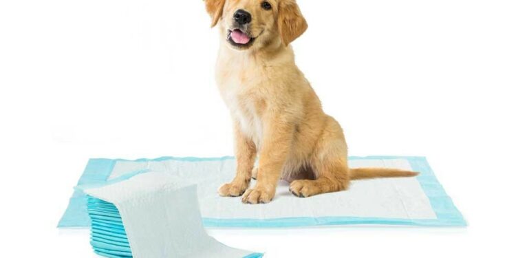 Comment apprendre à un chiot à être propre en 7 jours ?