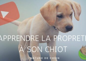 Comment apprendre à un chiot à être propre en 7 jours ?