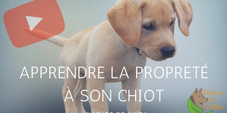 Comment apprendre à un chiot à être propre en 7 jours ?