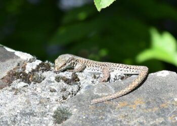 Comment apprivoiser un lézard ?