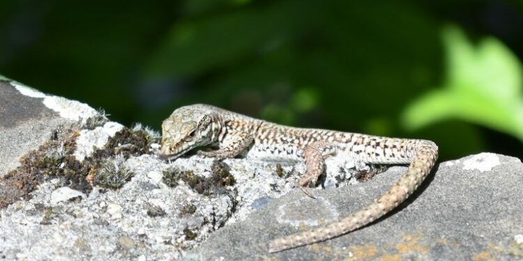 Comment apprivoiser un lézard ?