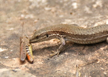 Comment apprivoiser un petit lézard ?