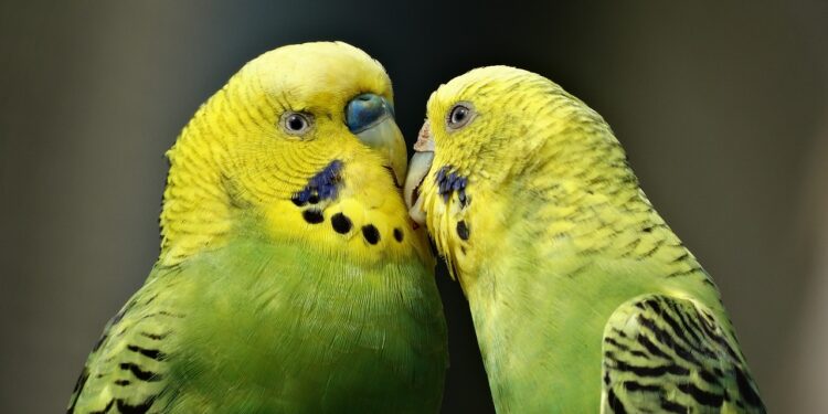 Comment apprivoiser une perruche rapidement ?