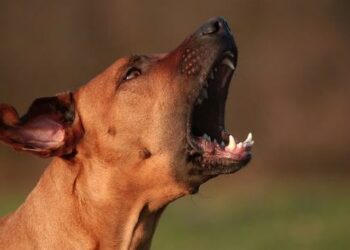 Comment arrêter deux chiens qui se battent ?