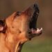 Comment arrêter deux chiens qui se battent ?