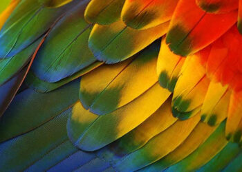 Comment arrêter le picage ?