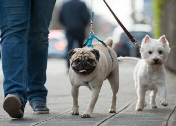Comment arrêter un chien destructeur ?