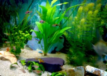 Comment aspirer l'eau d'un aquarium ?