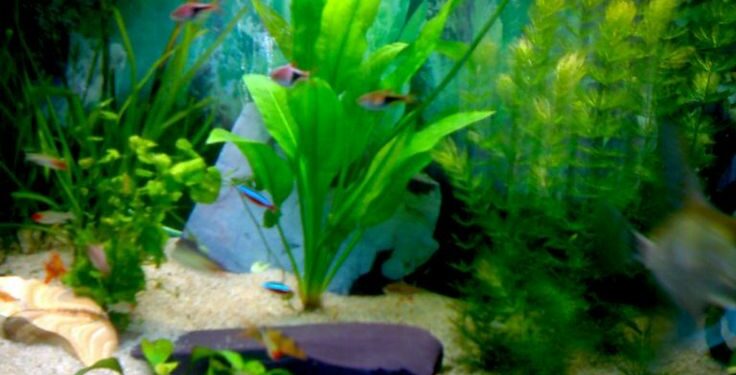 Comment aspirer l'eau d'un aquarium ?