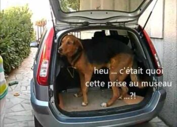 Comment attaché un chien ?