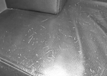 Comment atténuer les griffures de chat ?