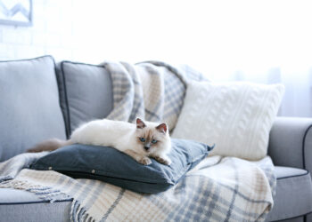 Comment atténuer les griffures de chat ?