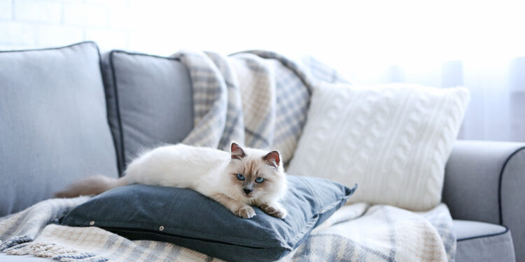 Comment atténuer les griffures de chat ?