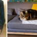 Comment atténuer les griffures de chat ?
