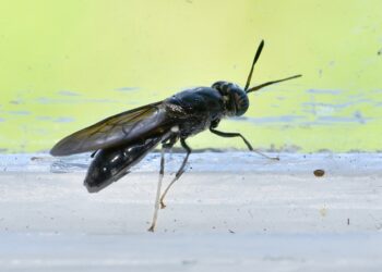 Comment attirer les mouches soldats noires ?