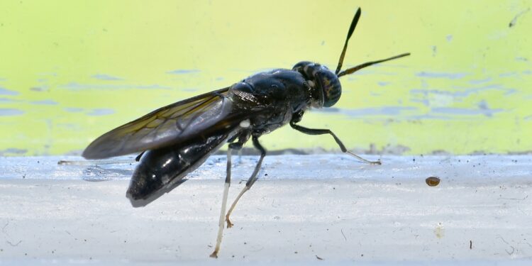 Comment attirer les mouches soldats noires ?