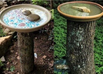 Comment attirer les oiseaux pour boire ?