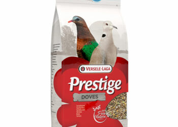 Comment attirer les tourterelles ?