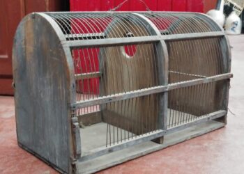 Comment attirer un d'écureuil dans une cage ?