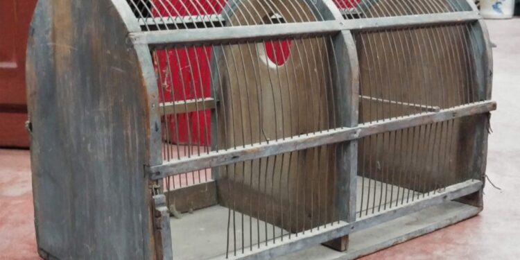 Comment attirer un d'écureuil dans une cage ?