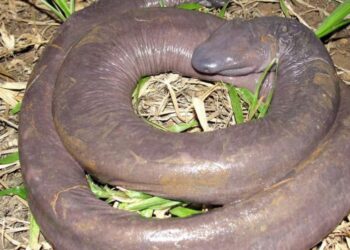 Comment attirer une vipère ?