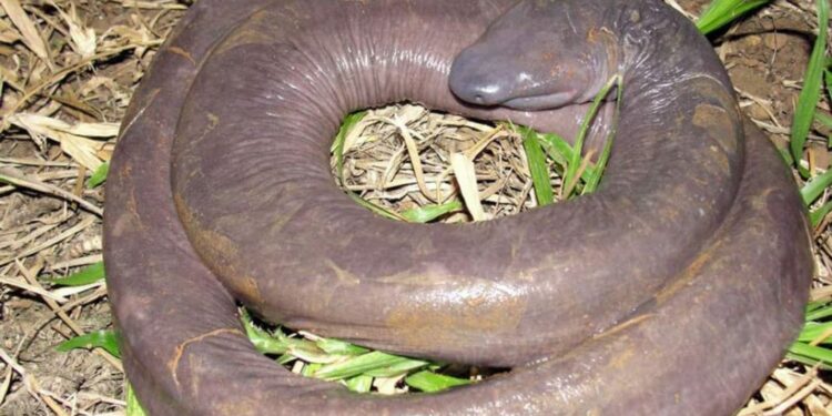 Comment attirer une vipère ?