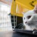 Comment attraper un chat qui ne se laisse pas approcher ?