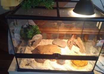 Comment augmenter la chaleur d'un terrarium ?