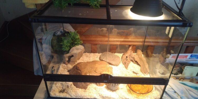 Comment augmenter la chaleur d'un terrarium ?