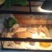 Comment augmenter la chaleur d'un terrarium ?