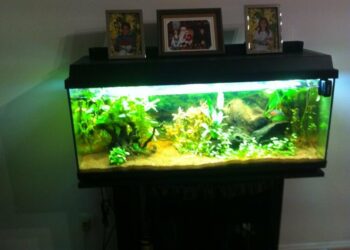 Comment augmenter le GH de l'eau ?