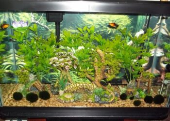 Comment augmenter le KH et GH ?