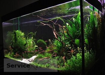 Comment avoir de l'eau claire dans un bassin à poissons ?