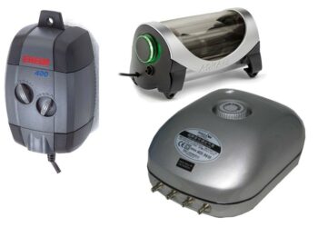 Comment avoir de l'oxygène dans un aquarium ?