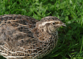 Comment avoir des bébé caille ?