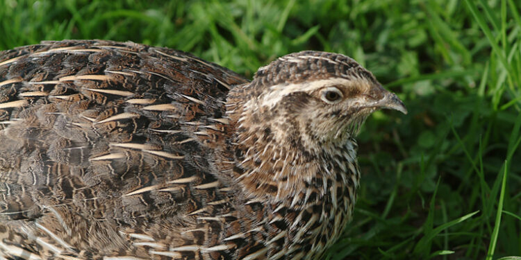 Comment avoir des bébé caille ?