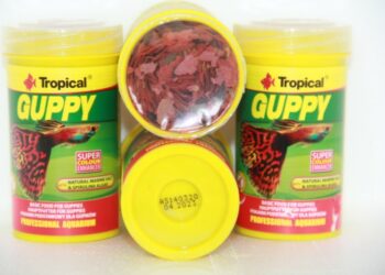 Comment avoir des bébés guppy ?