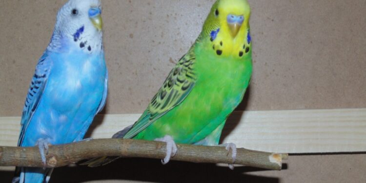 Comment avoir des bébés perruches ?