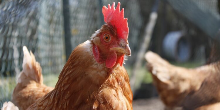 Comment avoir des poules gratuitement ?